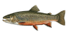 Brook Trout