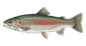 Rainbow Trout